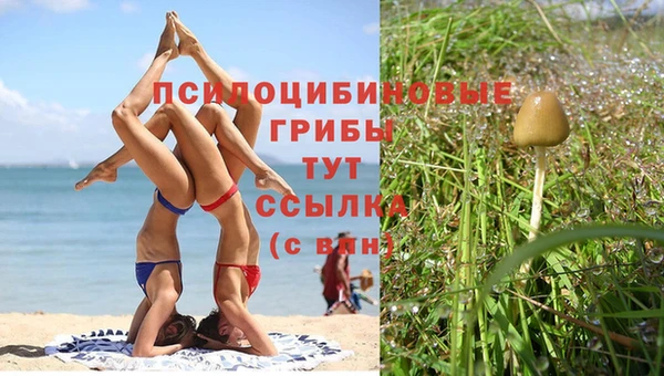 сатива Гусь-Хрустальный
