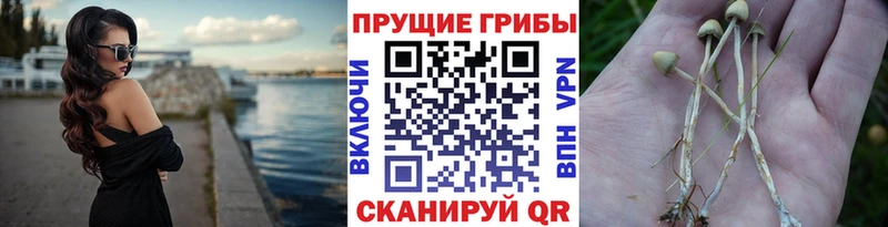 Галлюциногенные грибы мицелий  Мценск 